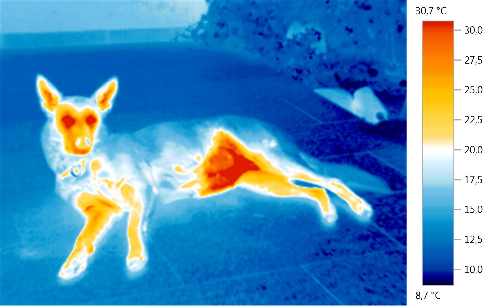 Representative thermal photograph of a dog, with its warmer face and body clearly distinguished from cooler surroundings